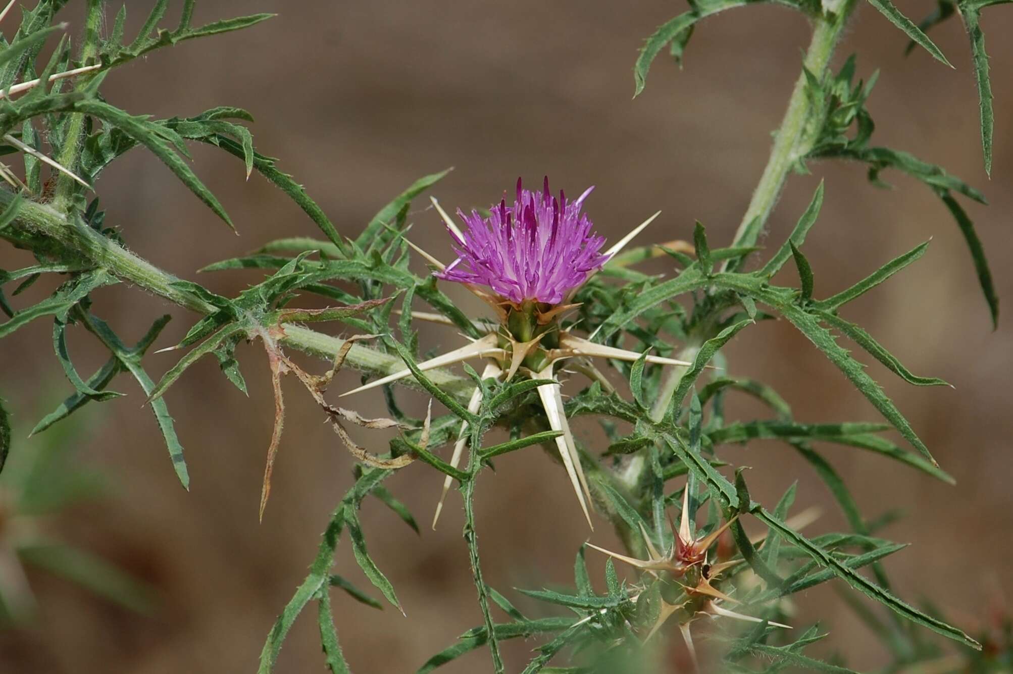 Centaurea calcitrapa L. resmi