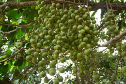 Image de Baccaurea motleyana (Müll. Arg.) Müll. Arg.