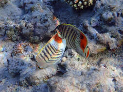 Image of Crown Butterflyfish