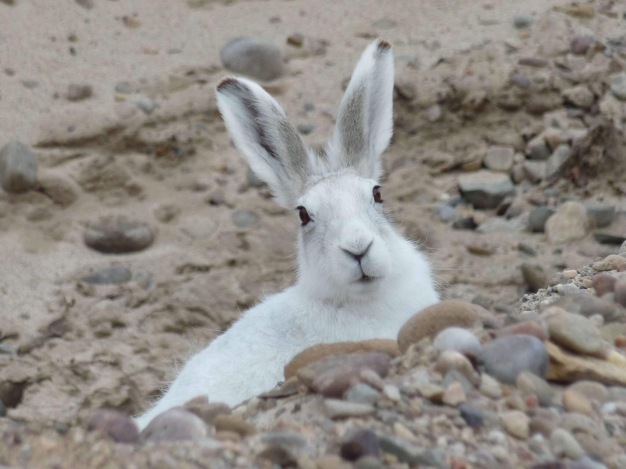 Image de Lièvre arctique