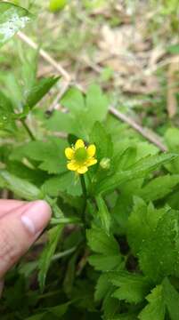 Image of Ranunculus chinensis Bunge