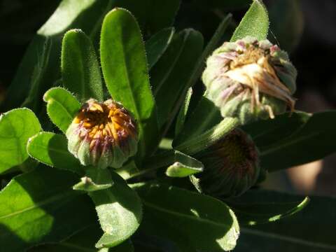 Image of pot marigold