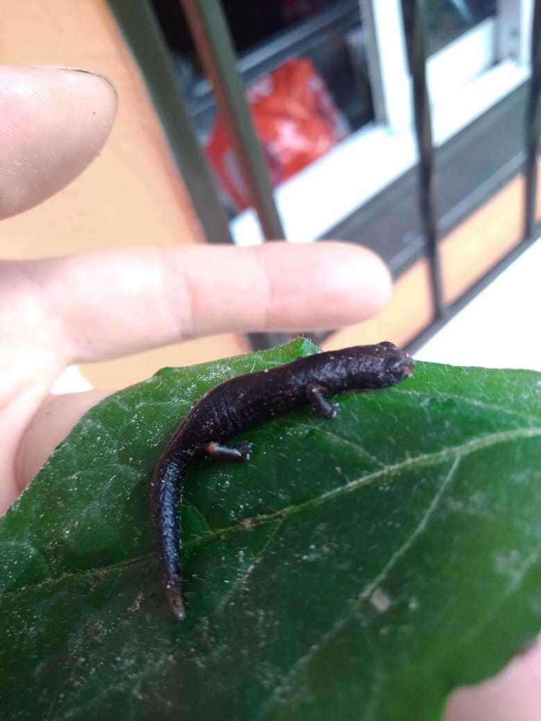 Image of Bolitoglossa nicefori Brame & Wake 1963