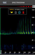 صورة Pipistrellus pygmaeus (Leach 1825)