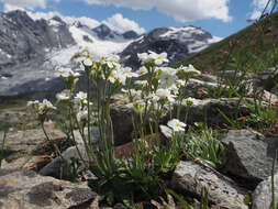 Image of Androsace obtusifolia All.