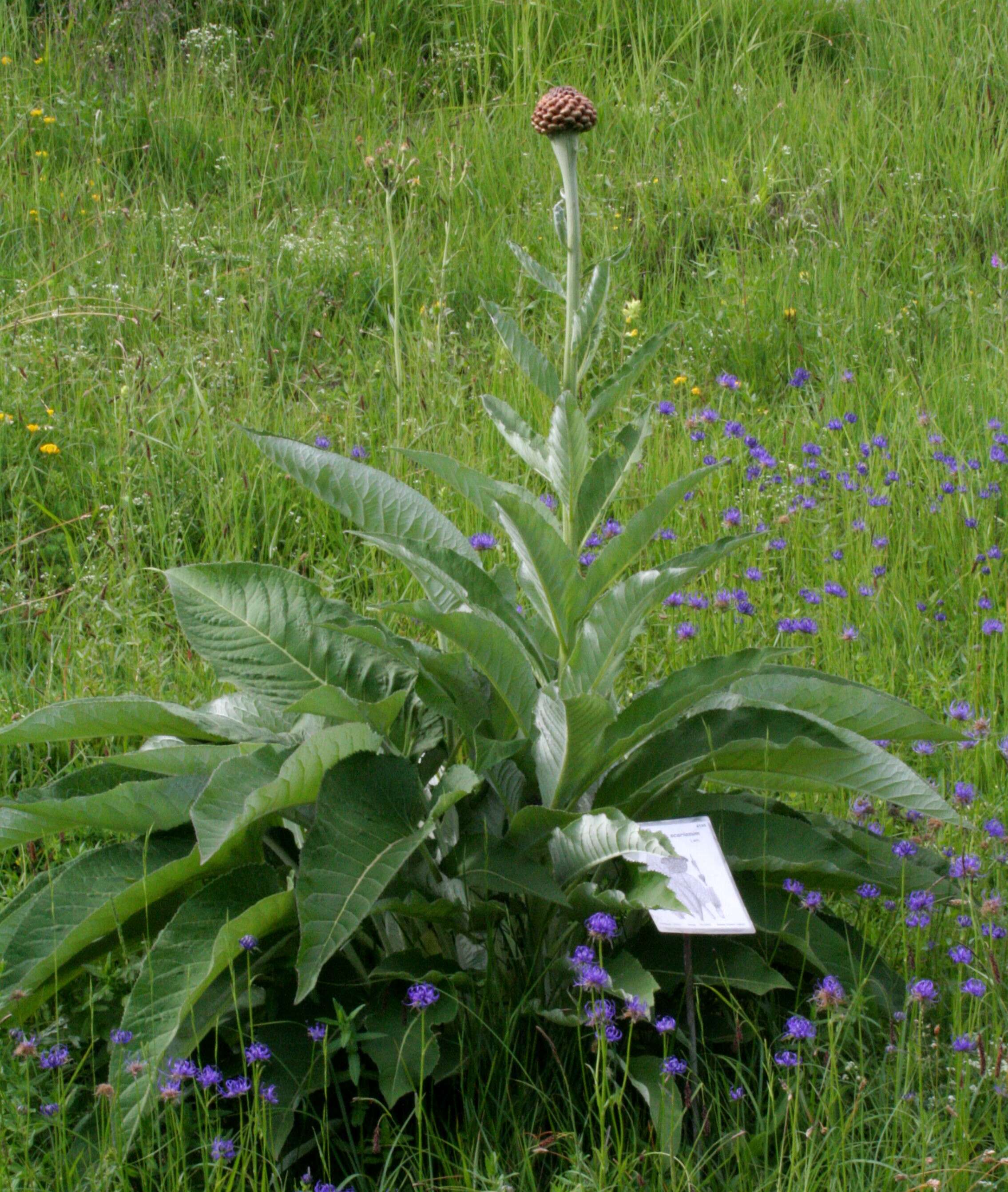 Image of Giant Scabiosa