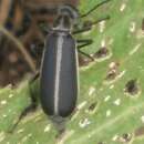 Image of Margined Blister Beetle