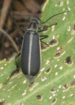 Image of Margined Blister Beetle