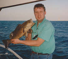 Image of Edgeblack Grouper