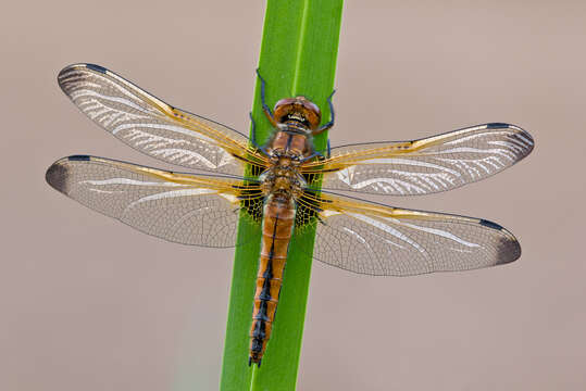 Image of Blue Chaser