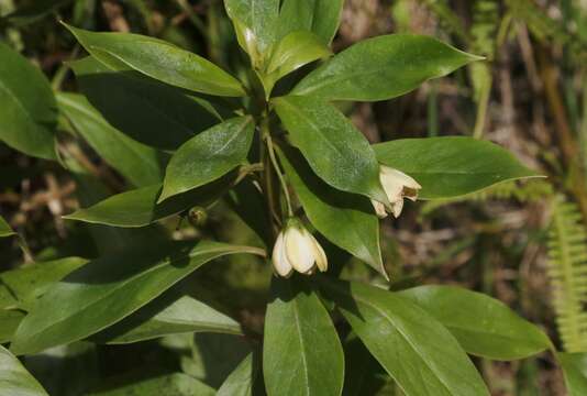 Image of Kokee Island-Loosestrife