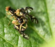 Image of Celery Fly