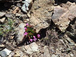 Image of alpine springbeauty