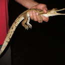 Image of Australian Freshwater Crocodile