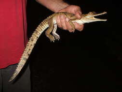 Image of Australian Freshwater Crocodile