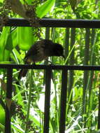 Image of White-eyed Bulbul