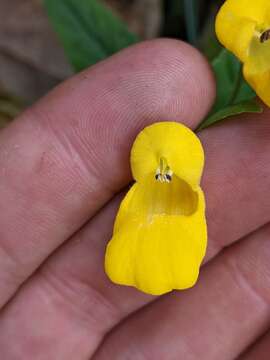 Image of Calceolaria irazuensis J. D. Smith