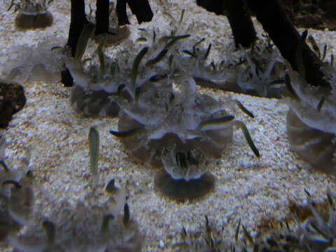 Image of cabbage-head jellyfish