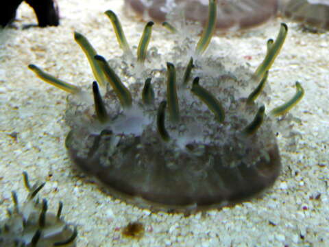 Image of cabbage-head jellyfish