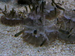 Image of cabbage-head jellyfish