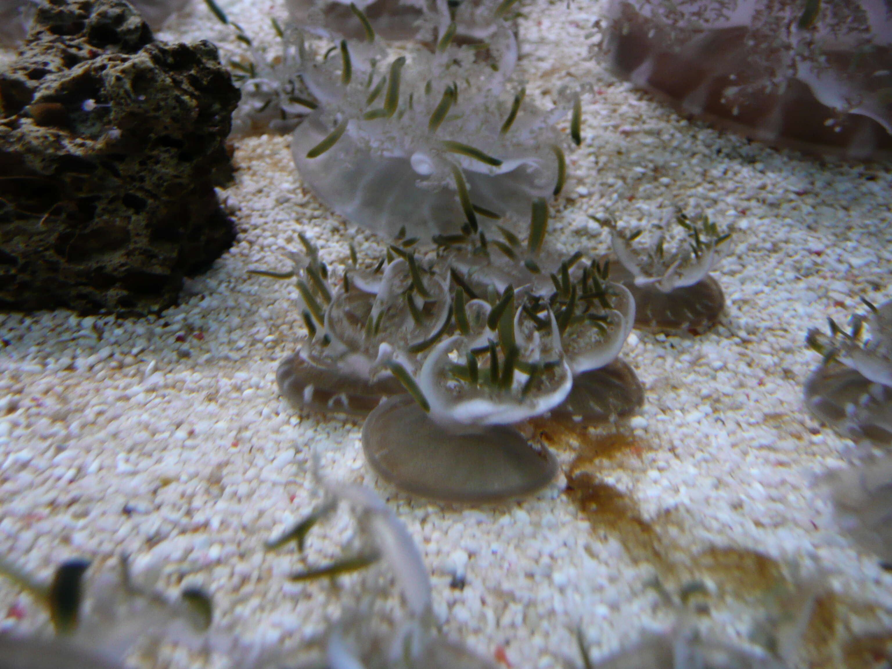 Image of cabbage-head jellyfish