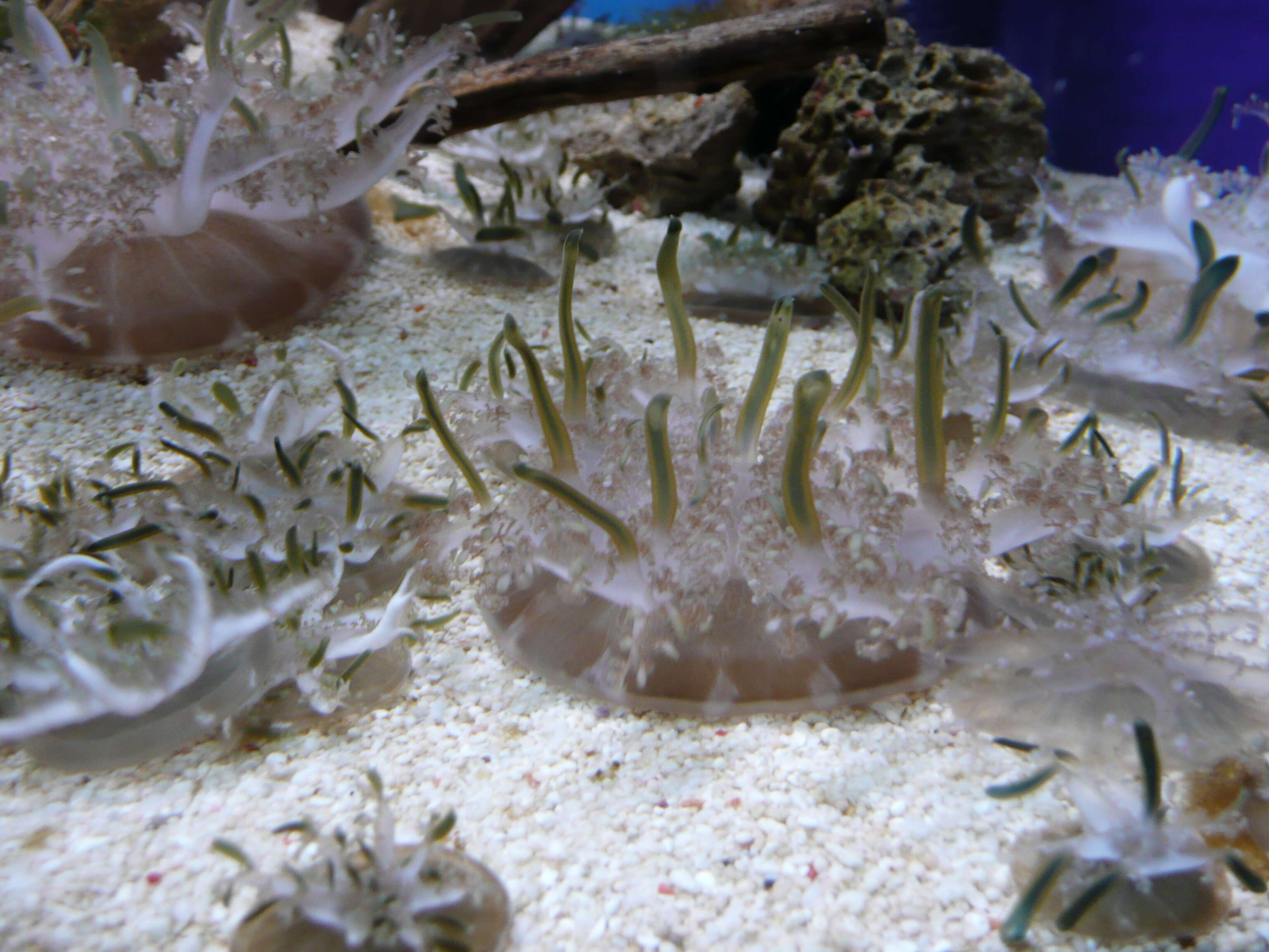 Image of cabbage-head jellyfish