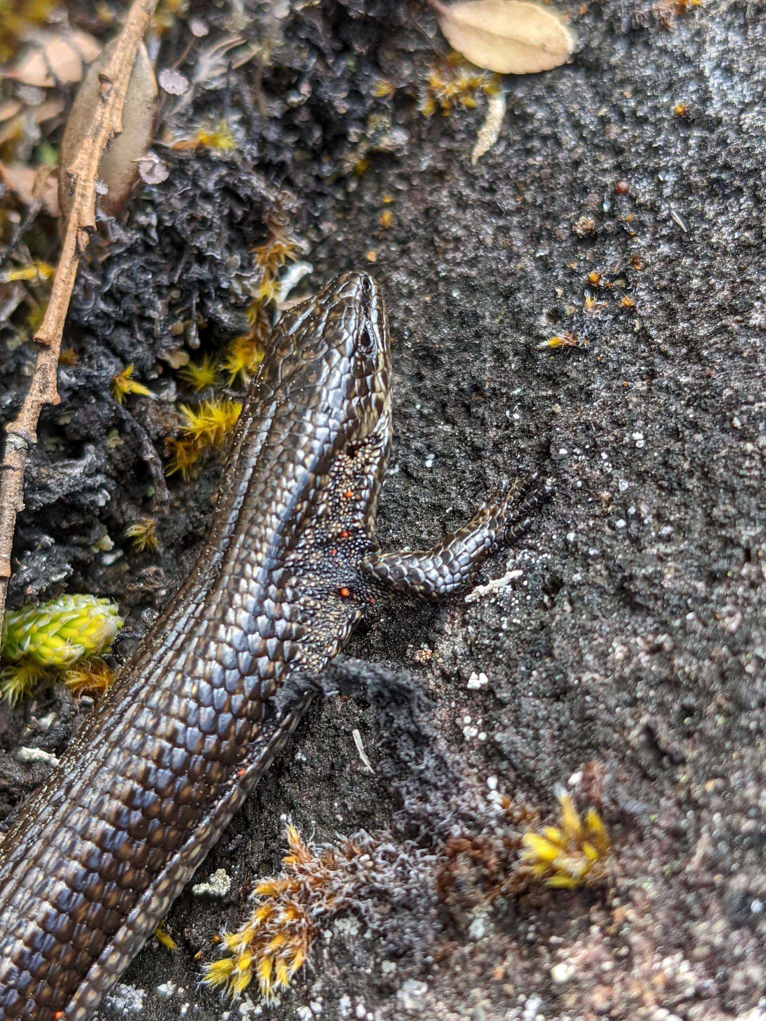 Слика од Abronia monticola (Cope 1878)