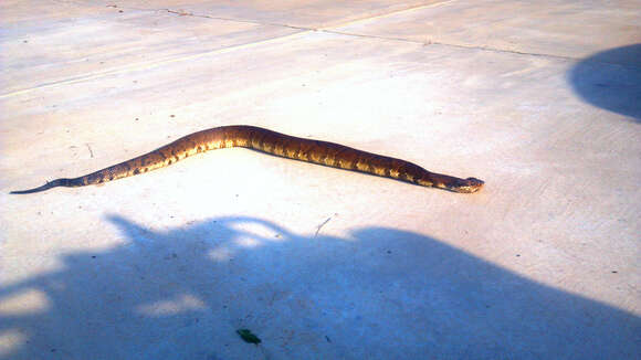 Image of Cottonmouth