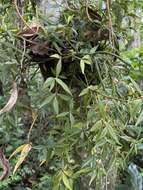 Image of Peruvian peperomia