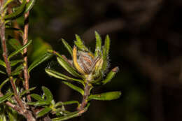 Hibbertia villifera Tepper ex H. R. Toelken resmi