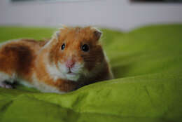 Image of Golden Hamster