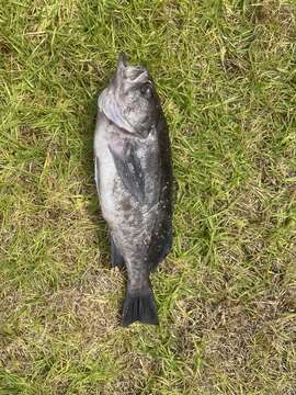 Image of Blue rockfish