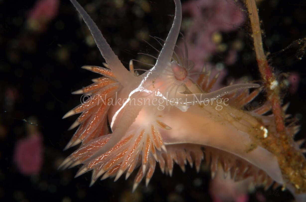 Coryphella chriskaugei (Korshunova, Martynov, Bakken, Evertsen, Fletcher, Mudianta, Saito, Lundin, Schrödl & Picton 2017) resmi