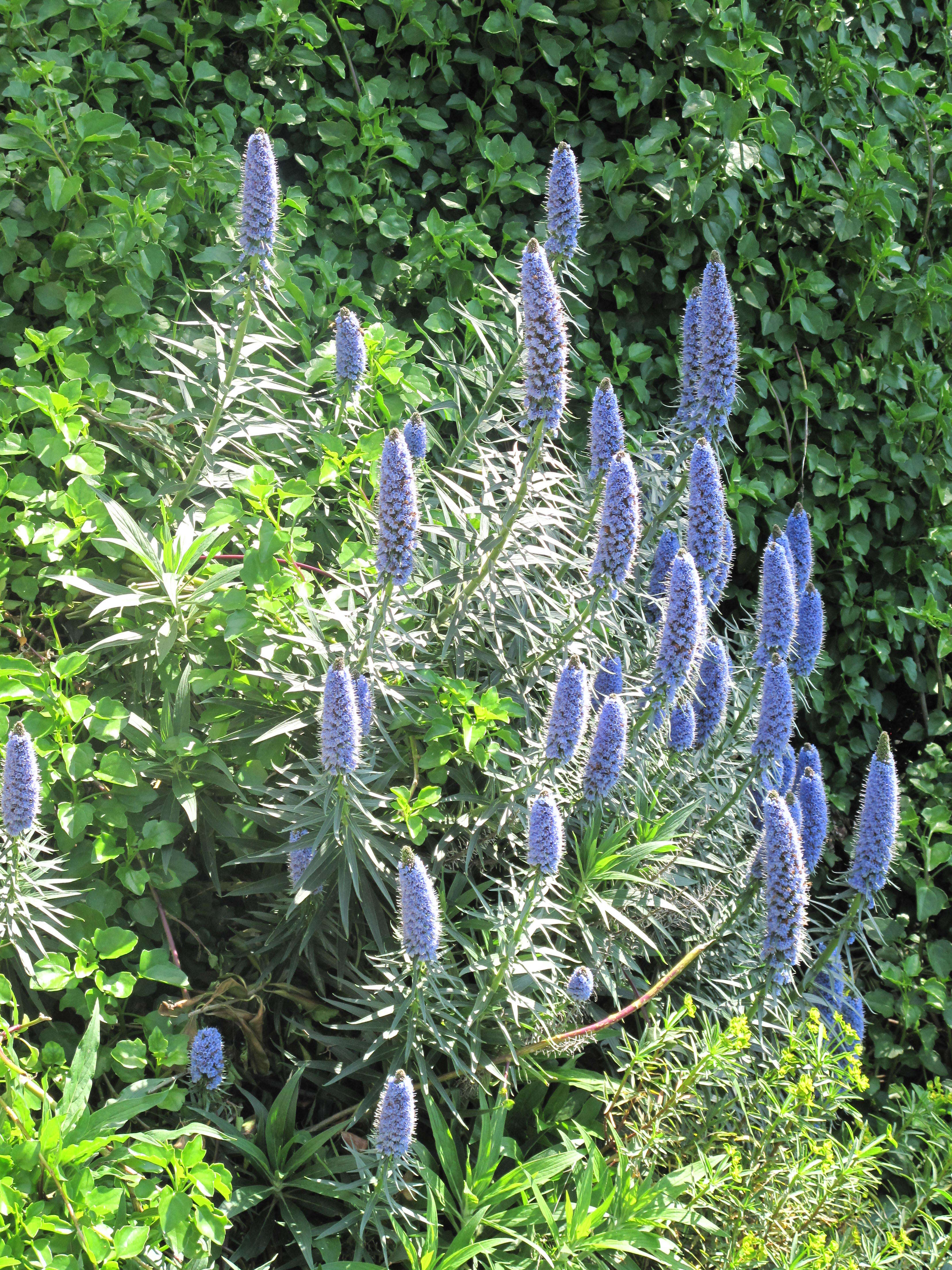 Image of pride of Madeira