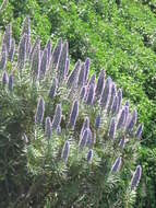 Imagem de Echium candicans L. fil.