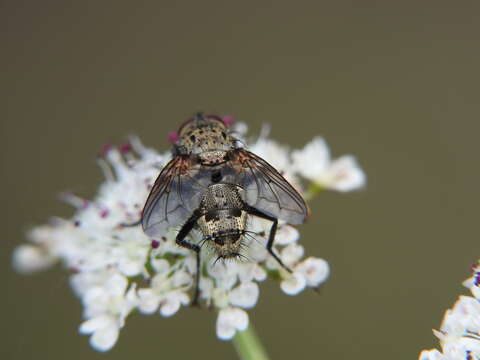 Image of Estheria cristata (Meigen 1826)