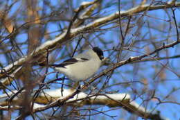 Image of Baikal Bullfinch