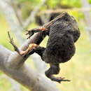 Image of Black Rain Frog