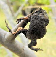 Image of Black Rain Frog