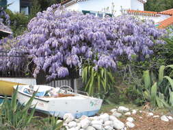 Image of Chinese wisteria