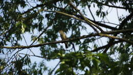 Image of nightingale, common nightingale