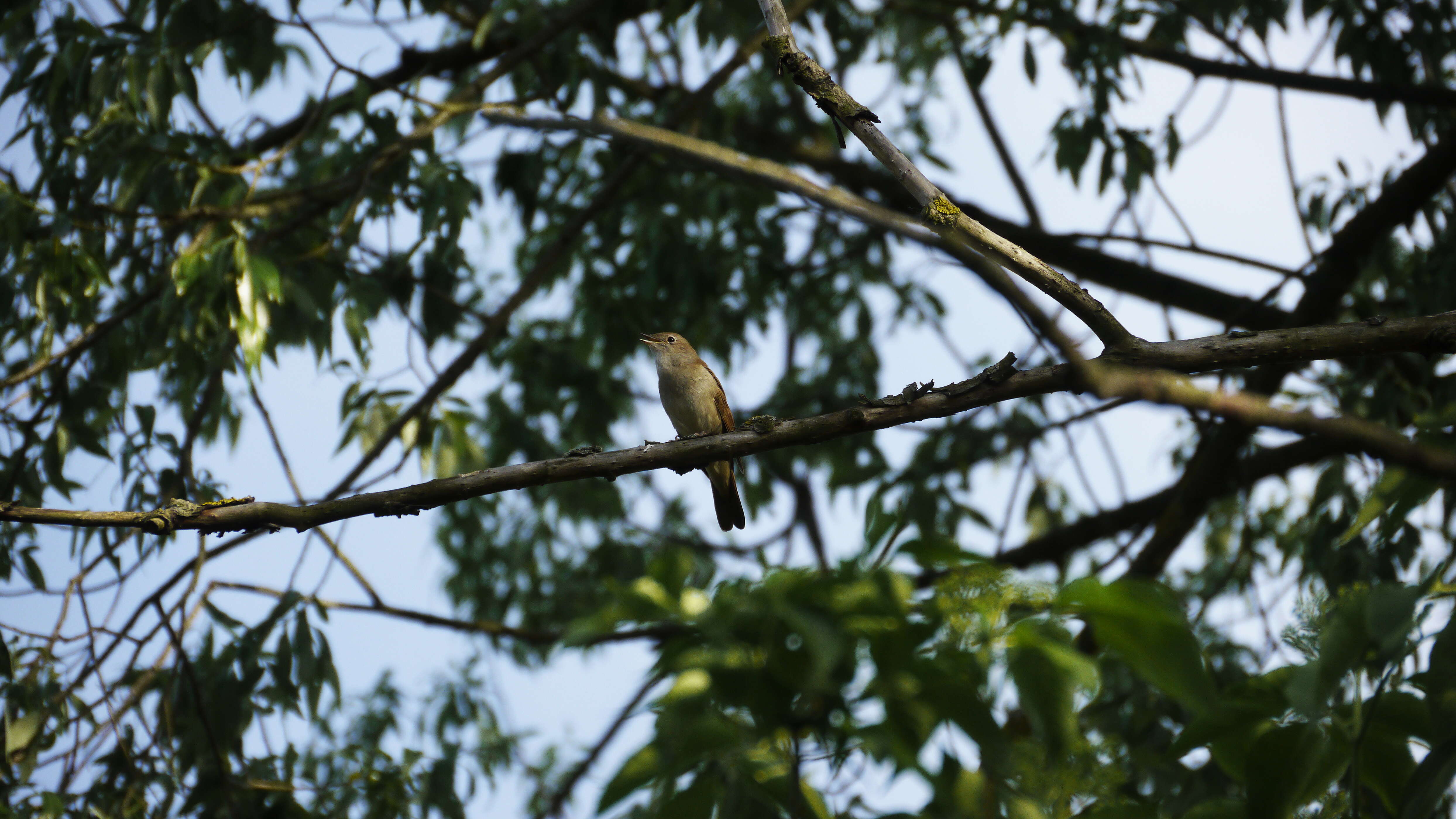 Image of nightingale, common nightingale