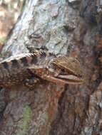 Image of Girard's Whorltail Iguana