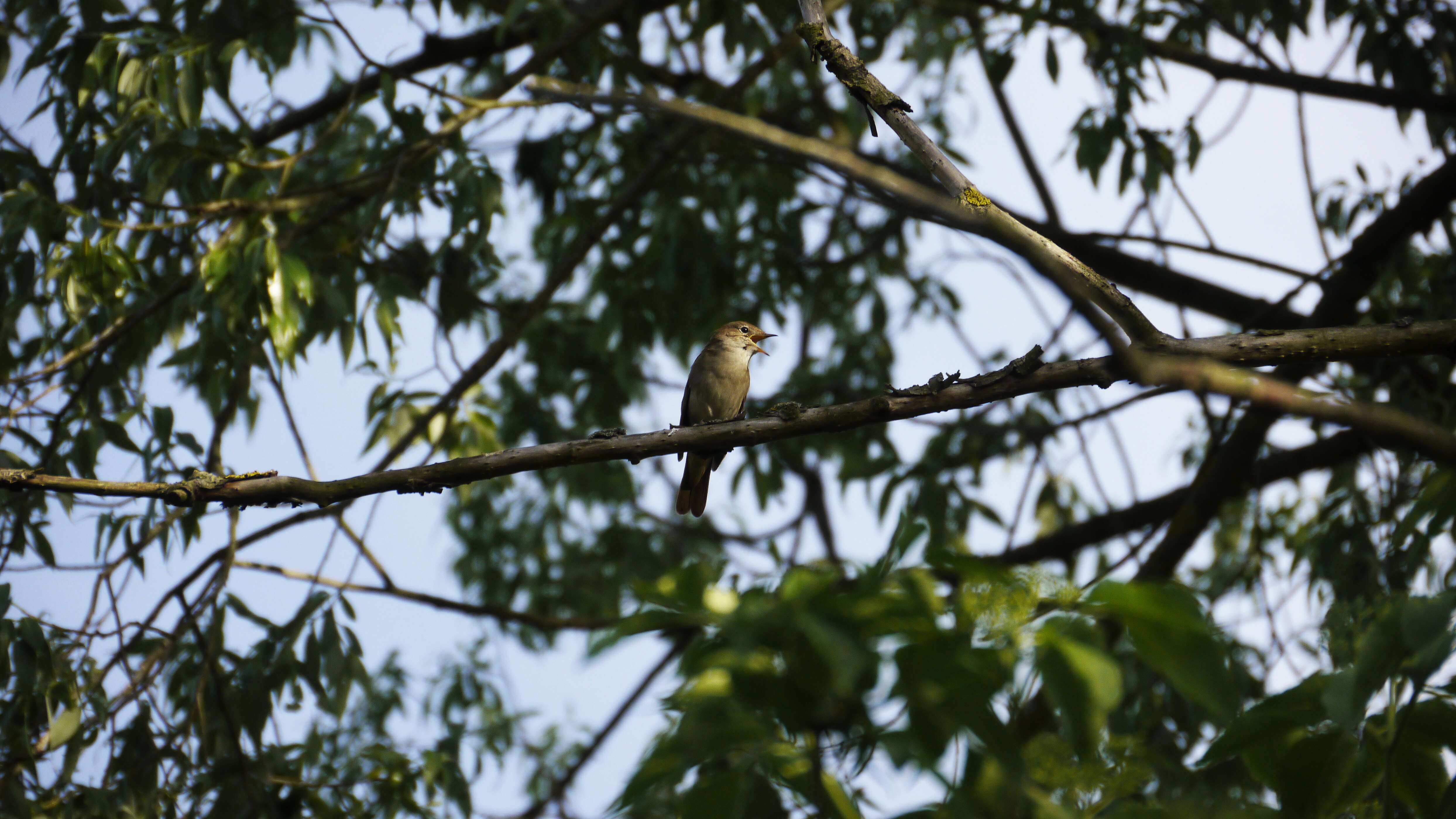 Image of nightingale, common nightingale