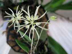 Image of Bulbophyllum purpurascens Teijsm. & Binn.
