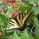 Image of Arizona honeysuckle