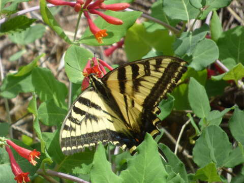 Image of Arizona honeysuckle