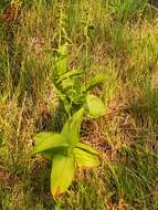 Image of Epipactis papillosa Franch. & Sav.