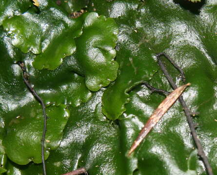 Image of Monoclea forsteri Hook.