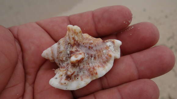 Image of Hawk-wing conch